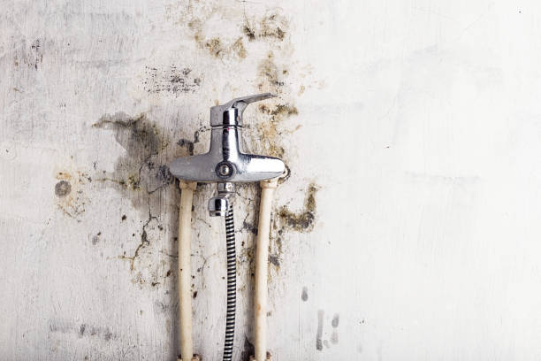 Best Office Mold Removal Services  in Brittany Farms The Highlands, PA