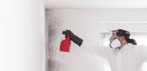 Best Residential Mold Removal  in Brittany Farms The Highlands, PA