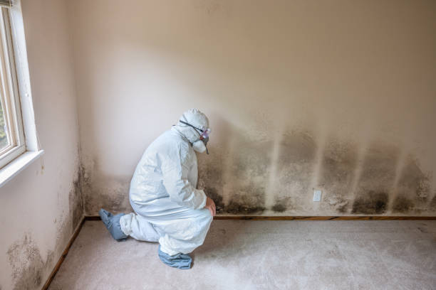 Best Toxic Mold Removal  in Brittany Farms The Highlands, PA