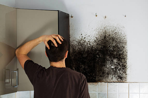 Best Commercial Mold Removal  in Brittany Farms The Highlands, PA